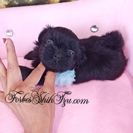 Boy 1 - Black male Shih Tzu puppy in Ocala, Florida from Forbes Shih Tzu