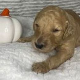 Goldendoodles from Southside Doodles