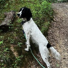 Leia - English Springer Spaniel