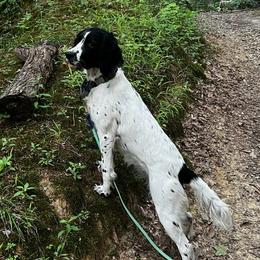 Leia - English Springer Spaniel