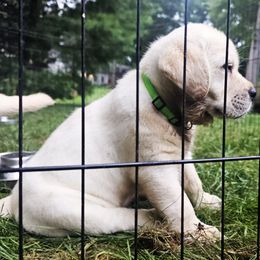 Labrador Retriever Puppies from Gabriel Ben-Yosef