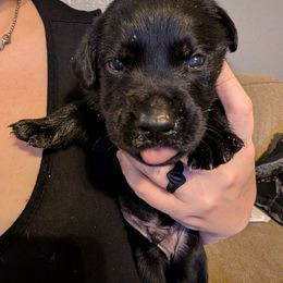 Bowser, Yellow Collar - Black male Labrador Retriever puppy in Commerce, Oklahoma from Standing Water Kennels