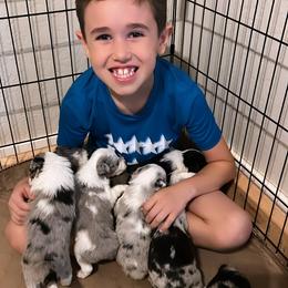 Miniature Australian Shepherd Puppies from B my Sunshines Mini Aussies