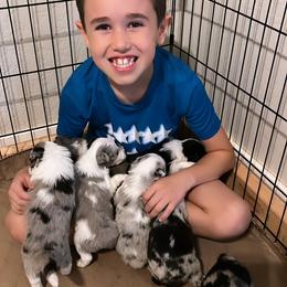 Miniature Australian Shepherd Puppies from B my Sunshines Mini Aussies