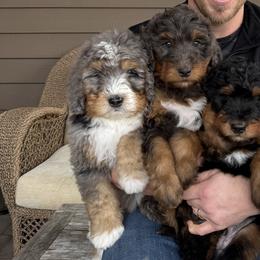 Bernedoodles and Bernese Mountain Dogs from Berner Ridge Kennels