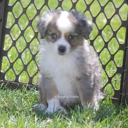 Miniature Australian Shepherd and Toy Australian Shepherd Puppies from Sapphire Stables