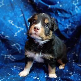 Willow (Pink collar) - Black tri-color female Australian Shepherd puppy in Okeechobee, Florida from Rothsolid Aussies