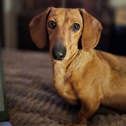 Rosie - Dachshund