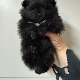 Milky Way - Black female Pomeranian puppy in Corydon, Indiana from Kortes Pomeranians