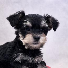Gonzo - Black and tan male Yorkshire Terrier puppy in Goode, Virginia from Glass Hill Yorkies