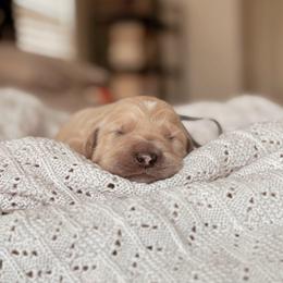 Hank - Apricot male Goldendoodle puppy in Maricopa, Arizona from Desert Ridge Doodles