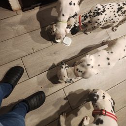 Dalmatian Puppies from America's Dalmatian Friends