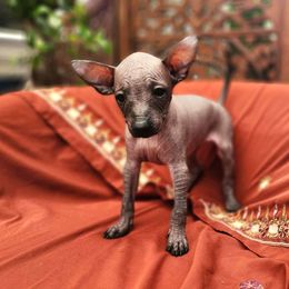 Xoloitzcuintli Puppies from Xolos Jazmin