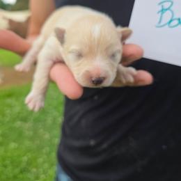 Prince Adam - Cream male Pomeranian puppy in Chattanooga, Tennessee from Valley Poms