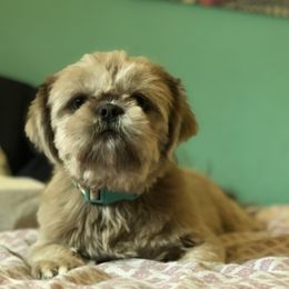 Shih Tzu puppies from Dempsey’s Darlings