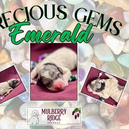 Girl 3 - female Sheepadoodle puppy in Tahlequah, Oklahoma from Mulberry Ridge Doodles