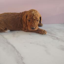Amber - Red  female Goldendoodle puppy in Apache Junction, Arizona from Loving Doodle