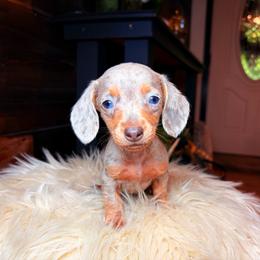Starlette - Dapple female Dachshund puppy in Washburn, Tennessee from Clinch Mountain Dachshunds