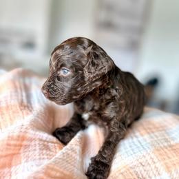 Velvet - Chocolate female Goldendoodle puppy in Queen Creek, Arizona from Sunny Doodles