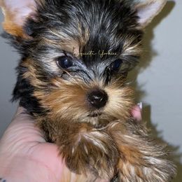 Yorkshire Terrier Puppies from Exquisite Yorkies