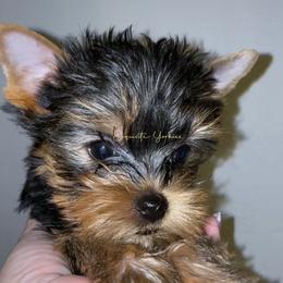 Yorkshire Terrier Puppies from Exquisite Yorkies