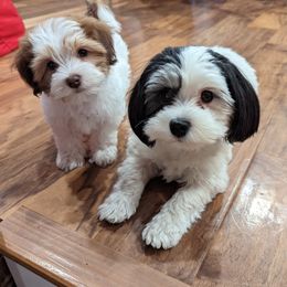 Havanese Puppies from MT's Havanese