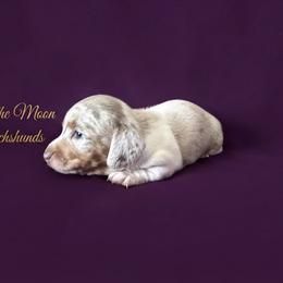 Molly - Dapple female Dachshund puppy in Corona, Ca Hemet, Ca, California from Over The Moon Dachshunds and Doodles