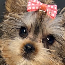 Yorkshire Terriers from 3 Yorkie Family