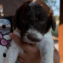 Chocolate Parti boy 5 - Chocolate male Double Doodle puppy in Yoakum, Texas from The Scott’s Dood Ranch