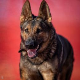 German Shepherd All Grown Up from Cerberus German Shepherds