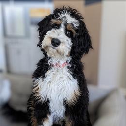 Luna - Bernedoodle