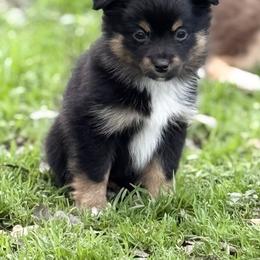 Hermione - Black tri female Toy Australian Shepherd puppy in Sanger, California from Flying M Cactus Ranch Buddies