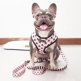 French Bulldogs from Outrageous Frenchies