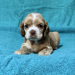Buff Boy - no collar - Buff and white male Cocker Spaniel puppy in Delphi, Indiana from Benchmark Cockers