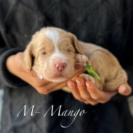 Mango - Red male Australian Labradoodle puppy in Morgan Hill, California from Loving Labradoodles