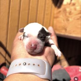 Australian Cattle Dog Puppies from Shante Tully