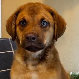 Ducky - Sedge male Chesapeake Bay Retriever puppy in Ulen, Minnesota from North Wind Gundogs
