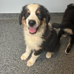 Mr. Grey - Graham - Black tri-color male Australian Shepherd puppy in Albany, Indiana from Hughes Heritage Aussies