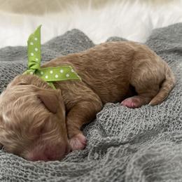 Boy 2 - male Goldendoodle puppy in Fayetteville, Georgia from Darling Doodles