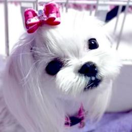 Boujee - Maltese