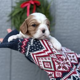 Cavalier King Charles Spaniel Puppies from Montpelier Cavaliers