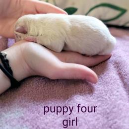 Pomsky Puppies from Nebula Ranch Pomskies
