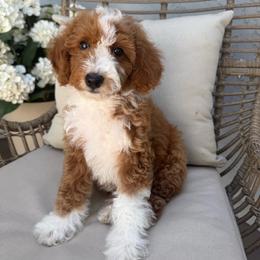 Bloom - Red  female Goldendoodle puppy in Gilbert, Arizona from Doodle Bliss
