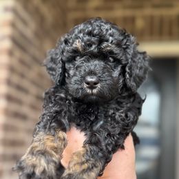 Cayman - Phantom male Goldendoodle puppy in Mc Kinney, Texas from Flair Doodles