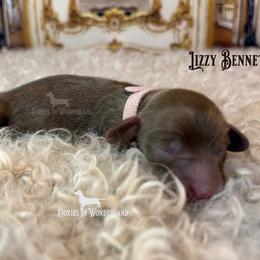 Lizzy Bennet - Cream female Dachshund puppy in Rainier, Oregon from Doxies in Wonderland