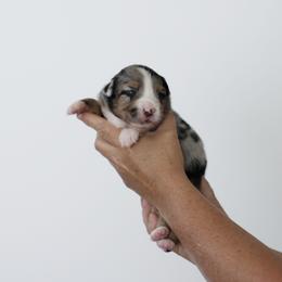 Monroe - Blue merle female Miniature Australian Shepherd puppy in White Oak, Texas from Triple Lake Ranch Miniature Australian Shepherds
