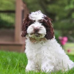 Mocha - Brown and white female Cockapoo puppy in Millville, California from Hope Lane Kennels