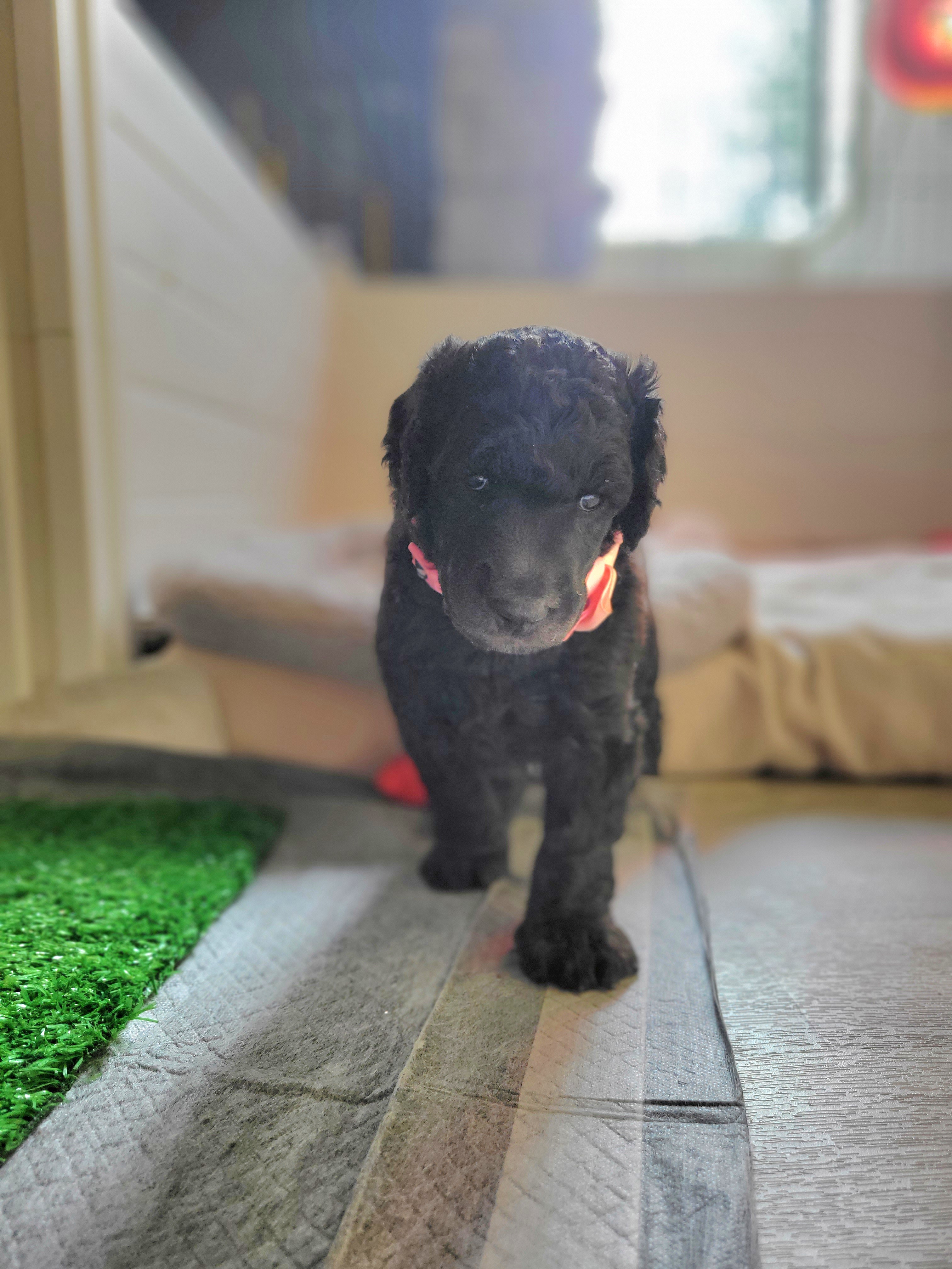 Wind - Silver Poodle puppy in Colorado from Apex Poodles
