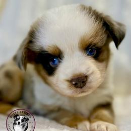 Story - Red merle male Toy Australian Shepherd puppy in East Berlin, Pennsylvania from Dusty Spring Australian Shepherds, LLC