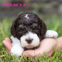Oracle - Brown white and tan female Cockapoo puppy in Canastota, New York from Silver City Cockapoos